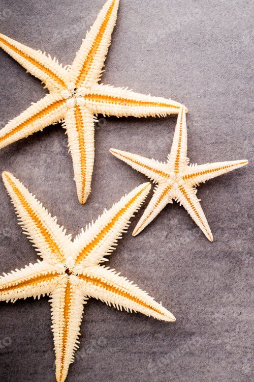Preview: Starfish.