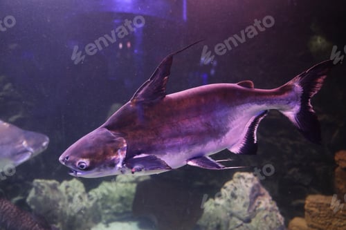 Preview: Gaff topsail catfish swimming in clear aquarium