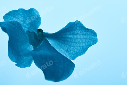 Preview: colorful blue orchid flower isolated on blue