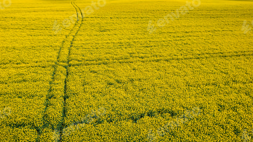 Preview: Yellow rape fields with tractor tracks. Agriculture in Poland.