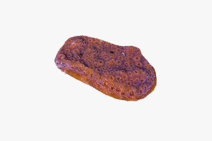 Preview: Elongated coral-like form with zigzag textured surface