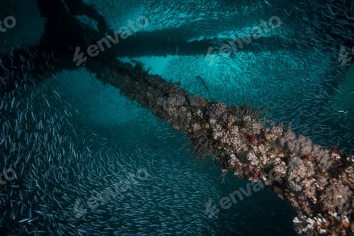 Preview: Shoals of sardines gather around a shipwreck, Isla Mujeres, Quintana Roo, Mexico