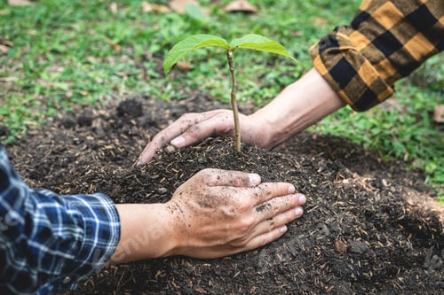 Preview: Two man helping to carrying seedling and protection new growing seedling for planting in the garden