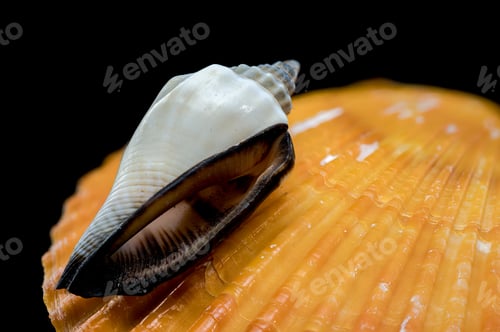 Preview: Canarium urceus shell close-up on black background