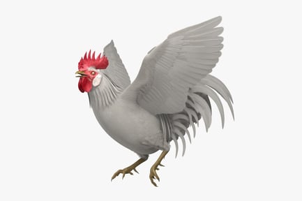 Preview: White Leghorn Rooster Flapping Wings