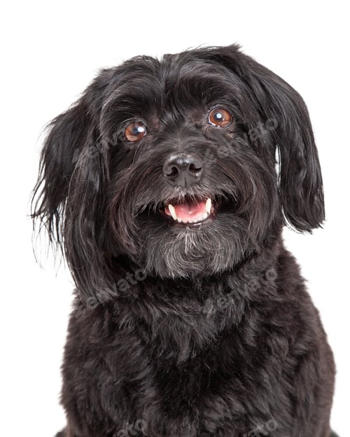 Preview: Head Shot Of Curious Havanese Dog With Mouth Open