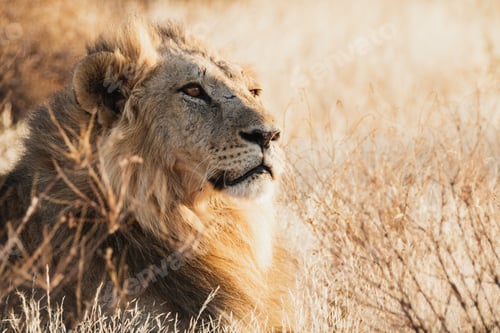 Preview: Male lion at sunset - Samburu national reserve, Kenya
