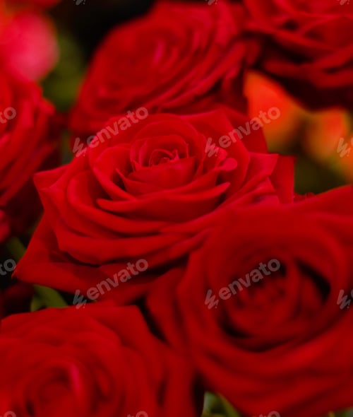 Preview: Buy her a rose. Close up of a bunch of roses.