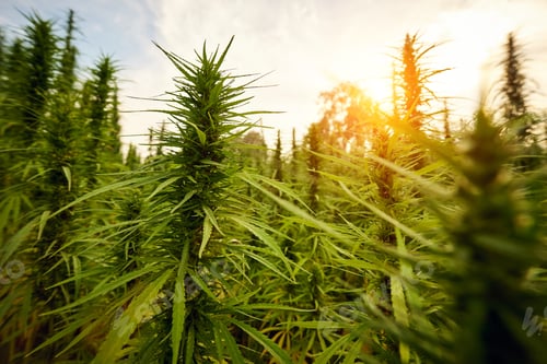 Preview: marijuana leaves cannabis plants in the farm background at sunset