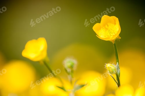 Preview: meadow buttercup flowers in full bloom