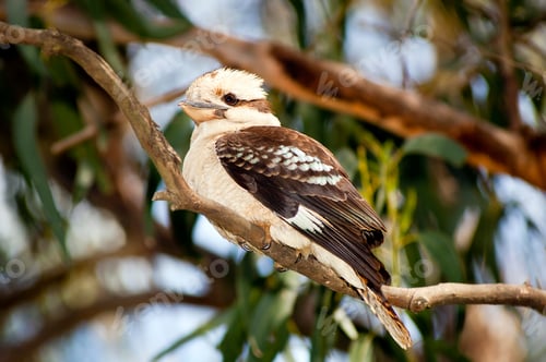 Preview: Kookaburra Bird Australia