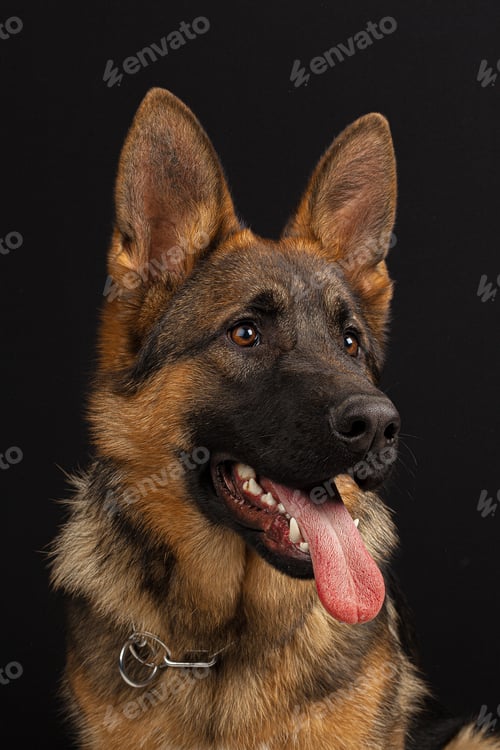 Preview: German shepherd dog portrait on black background