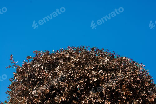 Preview: Low angle shot of a tree with dried leaves and a blue sky