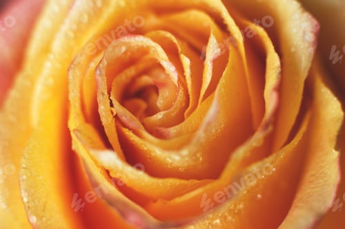 Preview: red and yellow rose with drops og water close-up. flower background
