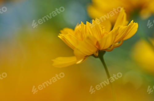 Preview: Close-up view of yellow cosmos flower in bloom