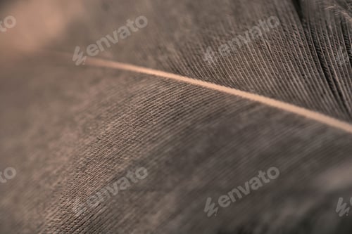 Preview: Macro shot of a bird's feather with a blurred frame