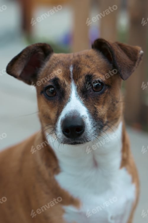 Preview: Vertical close-up shot of a Jack Russell Terrier.
