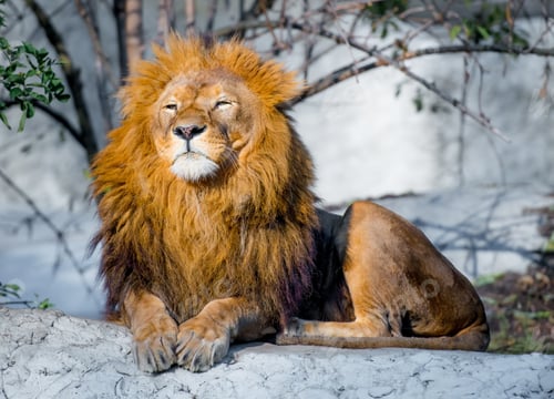 Preview: lion on a stone