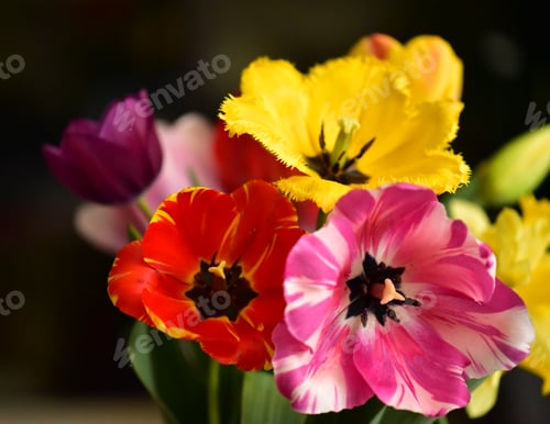Preview: A bouquet of spring tulips of different colors