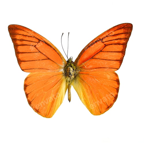 Preview: Orange Albatross Butterfly
