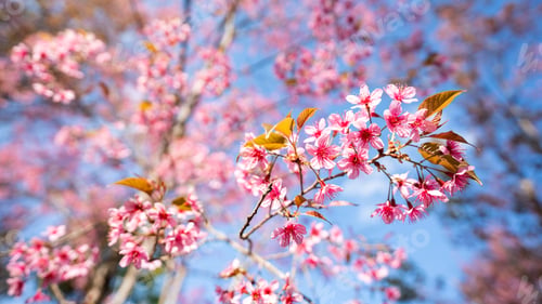 Preview: beautiful blossom flower tree in pink color, spring winter season with colorful pink and red flower