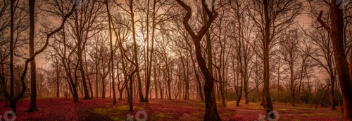 Preview: Mystical forest in autumn