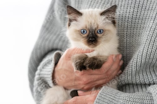 Preview: Ragdoll kitten in the hands of owner