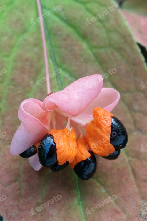 Preview: Spindeltree (Euonymus Pauciflora).