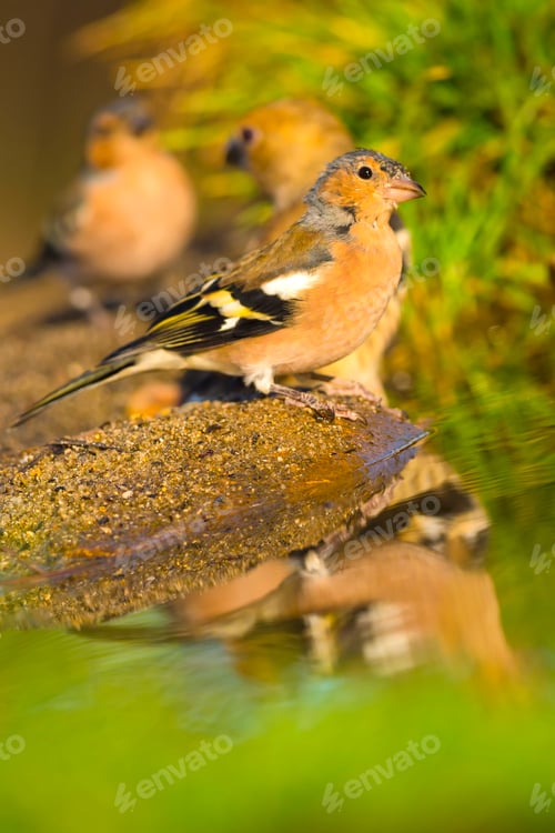 Preview: Chaffinch, Forest Pond, Mediterranean Forest, Spain