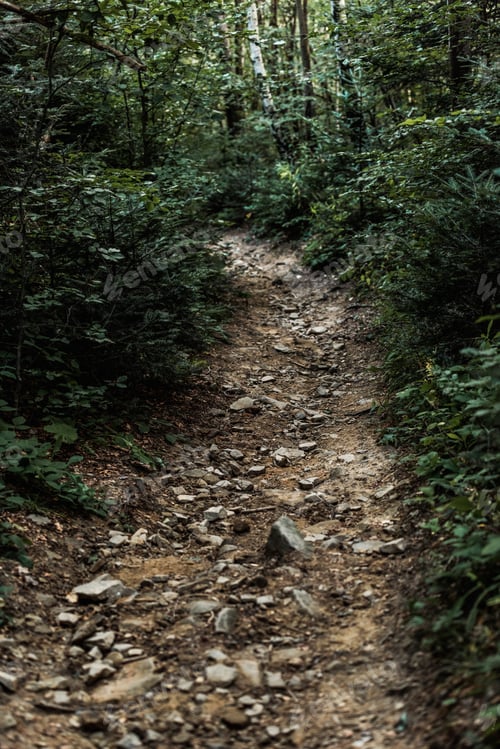 Preview: stones on path near trees in green woods