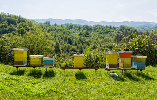 Preview: Bee hives in the forest