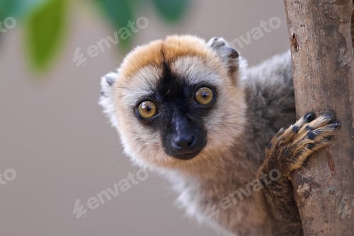 Preview: Closeup of Sanford's brown lemur looking behind the tree. Eulemur sanfordi.