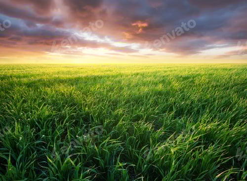 Preview: Summer landscape. Grass on the field during sunrise. Agricultural landscape