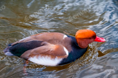 Preview: Duck swimming on a ponds water while looking for food