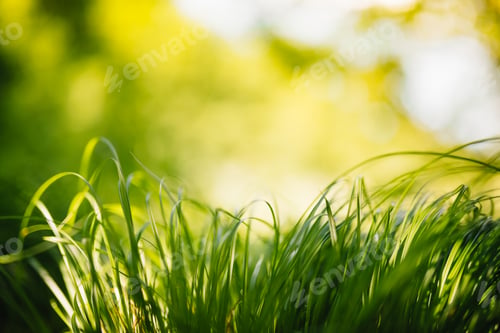 Preview: Spring or summer and abstract nature background with grass field.