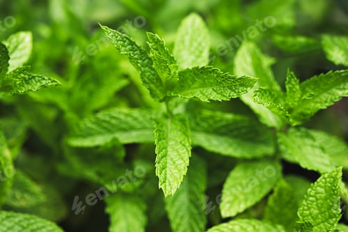 Preview: Green peppermint leaves close-up