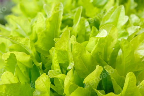 Preview: Green leaves of salad planting on in the garden. Gardening background. Organic or bio food