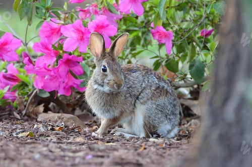 Preview: a brown rabbit that is sitting by some flowers looking at the camera