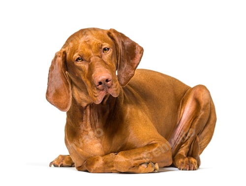 Preview: Vizla lying against white background
