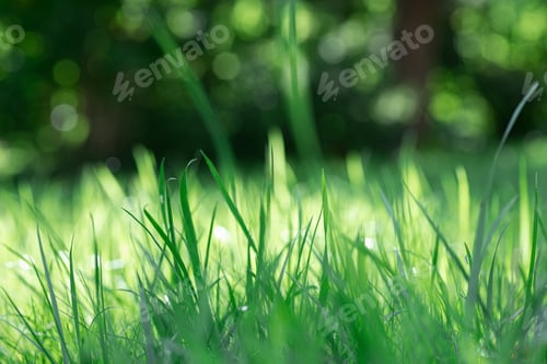 Preview: Background with blurred green grass growing on meadow in forest with front blades covered with