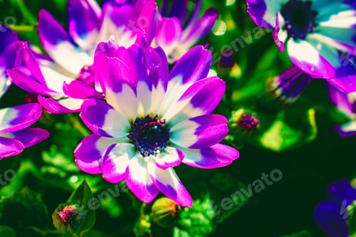 Preview: Closeup shot of Cinerarias