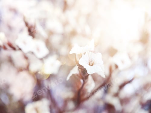 Preview: Delicate white flowers closeup with blurred bunches