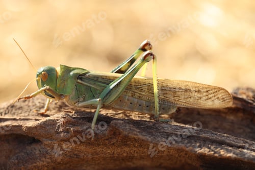 Preview: One locust on snag against blurred background, closeup
