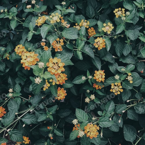 Preview: flower