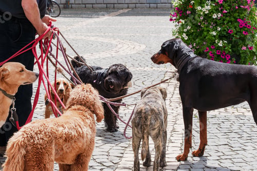 Preview: Dog Walker Managing Group Of Dogs On Leashes