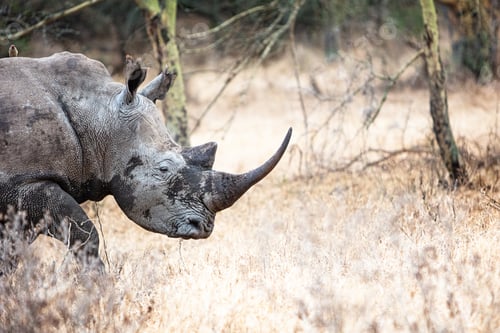 Preview: Southern White Rhino Closeup in Lake Nakuru