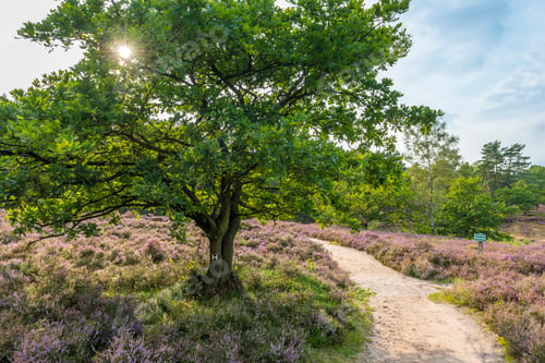 Preview: Germany, Hamburg, Fischbeker Heide Nature Preserve
