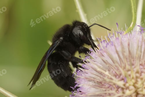Preview: Macro shot of a Violet carpenter bee on a flower