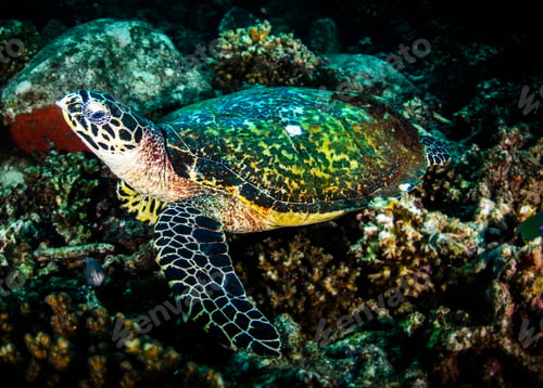 Preview: Turtle swimming underwater in ocean