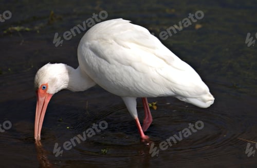 Preview: White ibis wading in a pond.